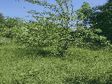 thumb_13667_002052bf2d4e8dfff30e223bceca15ba22bbc7836ceba608dae801dbe2a83ce18882aa9e87d72f1b2eeef.jpg