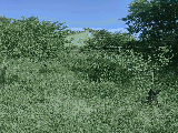 thumb_13667_00205c84646bcf6541bf3e9702e515e018da0dd470a9ff231b6d129c4956443f322d59c0af09892e07e7a.jpg