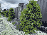 thumb_13670_photo720250710115750.jpg