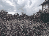 thumb_13740_1000021290.jpg