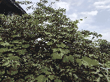 thumb_13740_1000021291.jpg