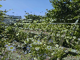 thumb_13747_1000046373.jpg